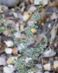 Image result for Pseudoconyza