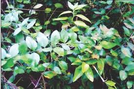 Image result for Azima tetracantha