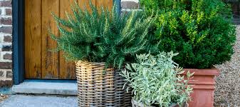 Image result for rosemary container