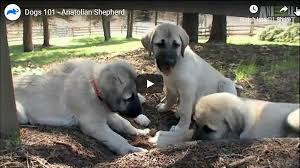 Anatolian Shepherd Kangal Dog Video