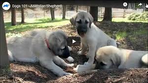 anatolian shepherd kangal dog video