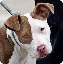 Both have first set of shots and have been dewormed asking small 100$ adoption fee to amazing forever homes only 707 four five 8 4479. Pin On Pit Bull Love