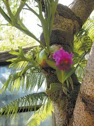 Image result for Cyclocarpa