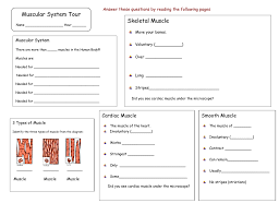 Some of the worksheets displayed are skeletal and muscular systems, skeletal muscular and integumentary systems, lesson plan muscular system 1, the muscular system, muscular system tour skeletal muscle, musculoskeletal system, healthy muscles matter. Muscular System Tour Skeletal Muscle