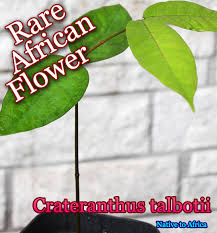 Image result for Crateranthus