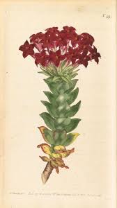 Image result for Crassula alsinoides