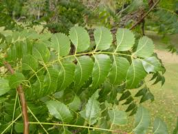 Image result for Azadirachta indica