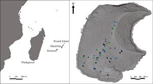 Image result for Hilsenbergia petiolaris