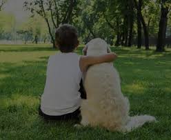 Our same day delivery malaysia will delivers within 1 day covering kl and selangor. Air Transport Animal International Pet Transport