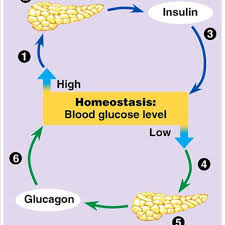 Even though glucagon offsets the insulinogenic effect of protein used for protein synthesis, it seems that the glucogenic portion of protein requires insulin. Insulin Glucagon Ratio Explained Siim Land