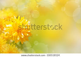 Colorful pink and yellow flowers background. Yellow Flower Images Search Images On Everypixel