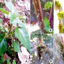 Image result for Laportea ovalifolia