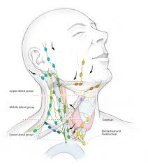 Learn about glands salivary neck anatomy with free interactive flashcards. Endocrine Head Neck Surgery Stanford Otolaryngology Head Neck Surgery Stanford Medicine