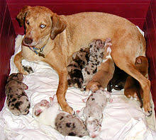 Special care must also be taken when breeding merles to avoid health australian shepherd catahoula leopard dog norwegian dunker border collie hungarian mudi cardigan welsh corgi collie (rough and smooth). Catahoula Leopard Dog Wikipedia
