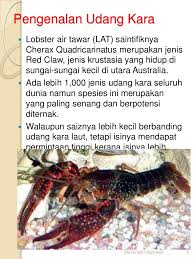 Bonus lobster indukan 4 ekor betina. Cara Ternak Udang Kara Lobster Air Tawar Lat Di 017 2839861