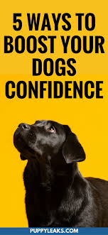 Fear comes in many shapes and forms. 5 Ways To Boost Your Dogs Confidence Puppy Leaks