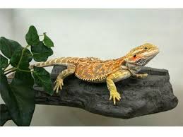 21 00 19 99 Magnaturals Are Locked Against Terrarium Glass With Mega Magnetic Power Medium Magnetic Powered Rock Ledge Pe Bearded Dragon Pets Dog Paw Print