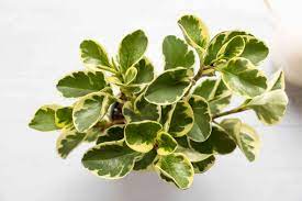 Wij zijn een moderne potplantenkwekerij, gevestigd in sappemeer. Peperomia Plants Indoor Care And Growing Guide