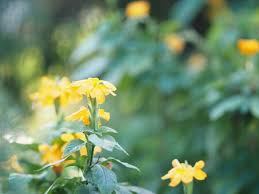 We did not find results for: 166 Crossandra Stock Photos And Images 123rf