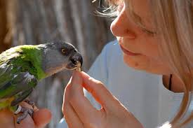 Healthy Parrot Diet And Toxic Foods Best Friends Animal