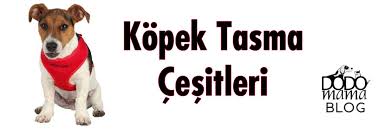 Kopek Tasma Modelleri Nelerdir