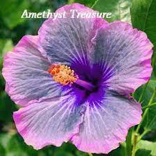 Amazon Com Amethyst Treasure Hibiscus Hibiscus Seeds 10 Seeds Perennial Hibiscus Hibiscus Flower Hibiscus Plant Hibiscus Flowers Tropical Flower Plants