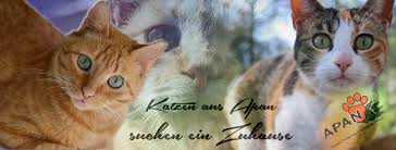 Sie nahm all die tiere auf, die sonst keiner mehr wollte, weil sie entweder krank, verletzt oder auch nur zu alt waren. Katzen Aus Apan Suchen Ein Zuhause Home Facebook