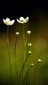Flors Blanques Wallpaper Nature Flowers Grass Flower Flowers Photography