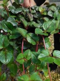 Image result for Lysimachia djalonis