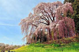 Despite what the name suggests, cherry trees are the favorite home of peach tree borers , little insects that tunnel out of the trunk, leaving sap and a trail of sawdust. Japan The Abukuma Cherry Corridor Attractive Big Cherry Trees In Tohoku Fukushima Pref