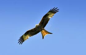 Bird With Wings Spread Images Red Kite Bird In Flight With Blue Sky Background Sponsored Bird Kite Red Flight Background Ad Red Kite Blue Sky Background Kite