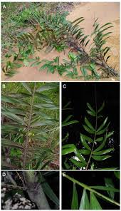 Image result for Eremospatha haullevilleana