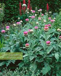 Image result for Cineraria pulchra
