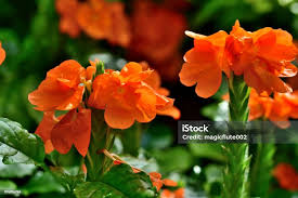 Image result for Crossandra infundibuliformis