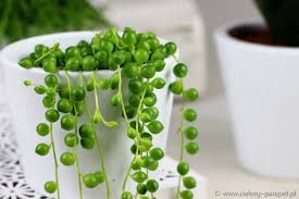 Pin By Carmen Pop On Garden Plants Hanging Plants Plants Garden Plants