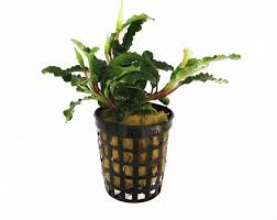 The image used above is for illustration purposes only. Anubias Bucephalandra Sordidula Olibetta