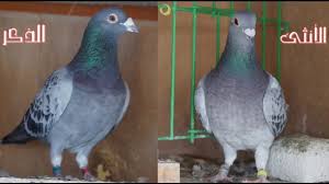 مواصفات الحمام الرومي، حجمه أكبر من الحمام البلدي، اللون أبيض ويوجد سراويل من الريش على الأرجل، وله قلنسوة شوشة على قمة الرأس، أسود العينين ومنقاره وأظافره بيضاء، ولا يميل إلى الطيران كثيرآً لثقله. Ù…ØªÙ‰ ÙŠØ¨ÙŠØ¶ Ø§Ù„Ø­Ù…Ø§Ù… Ø§Ù„Ù‡Ø²Ø§Ø²