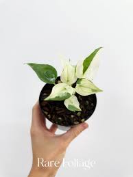 Image result for Selago albomarginata