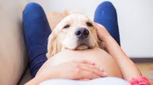 Embarazo Y Mascotas Es Danino Tener Gatos Y Perros Durante La Gestacion Rpp Noticias