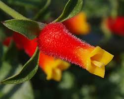 Image result for Manettia