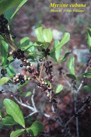 Image result for Myrsine