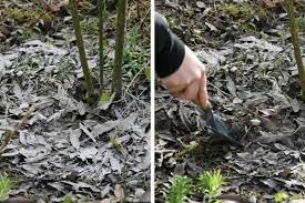 cendre de bois comment l utiliser au jardin cendre jardin cendres de bois trucs et astuces jardinage
