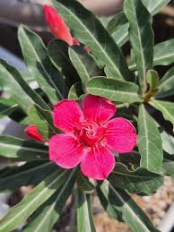 Image result for Ctenium somalense