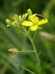 Image result for Diplotaxis tenuifolia