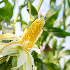 Image result for Zea mays