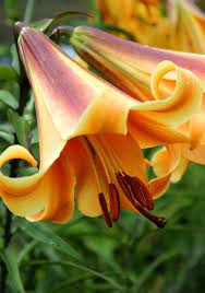 Heirloom Lily Bulbs Lily Bulbs Lily Asian Lilies