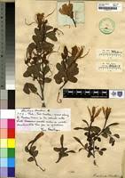 Image result for Bauhinia bowkeri