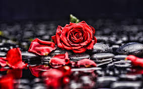 Canon eos rebel t6i 1/200s, f 4.0, iso 800, 70 mm. Herunterladen Hintergrundbild 4k Red Rose Schwarz Steine Wasser Rote Rosen Blutenblatter Close Up Rose Rote Blume Mit Einer Auflosung Zu Uberwachen 3840x2400 Bilder Auf Dem Desktop