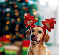 Dog Headband: Stylish & Comfortable Pet Accessory for 2025
