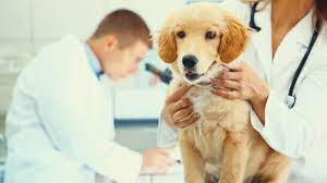 Can you spots the signs? How To Treat Tumors Growths And Cysts In Dogs